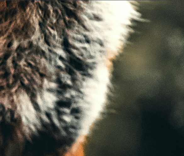 Extreme close-up of textured animal fur with a blurred background.