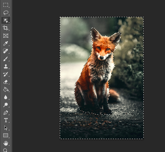 A red fox sitting on a path with a selection tool from a photo editing software surrounding it.