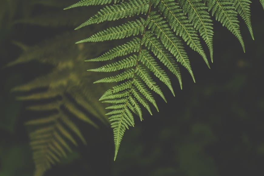 Lush green fern leaves against a dark, shadowy background.