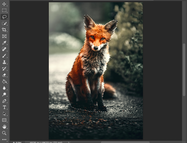 A fox sitting on a road, edited into a portrait image on a photo editing software interface.