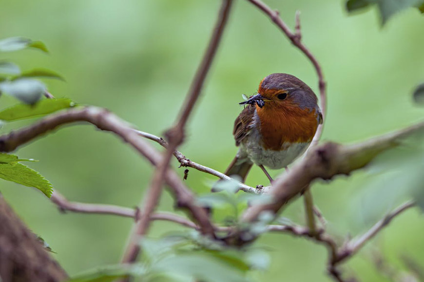 A robin perched on a branch with insects in its beak.