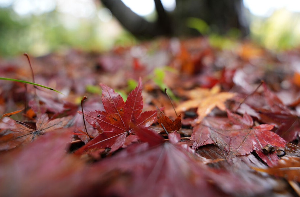 Close-up of wet red maple leaves scattered on the ground with a blurred background of a garden.