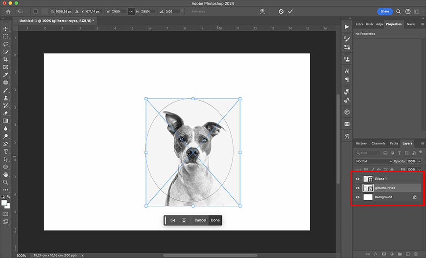 A screenshot of adobe photoshop interface showing a photo of a dog being edited, with transform controls active around the image.