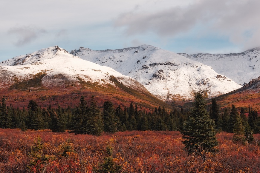 Snow-capped mountains towering over a forest of evergreens and a field of red and orange shrubs under a cloudy sky.