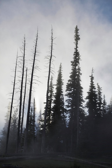 Tall trees, some barren, emerge from mist in a forested area, creating a moody and mysterious atmosphere.