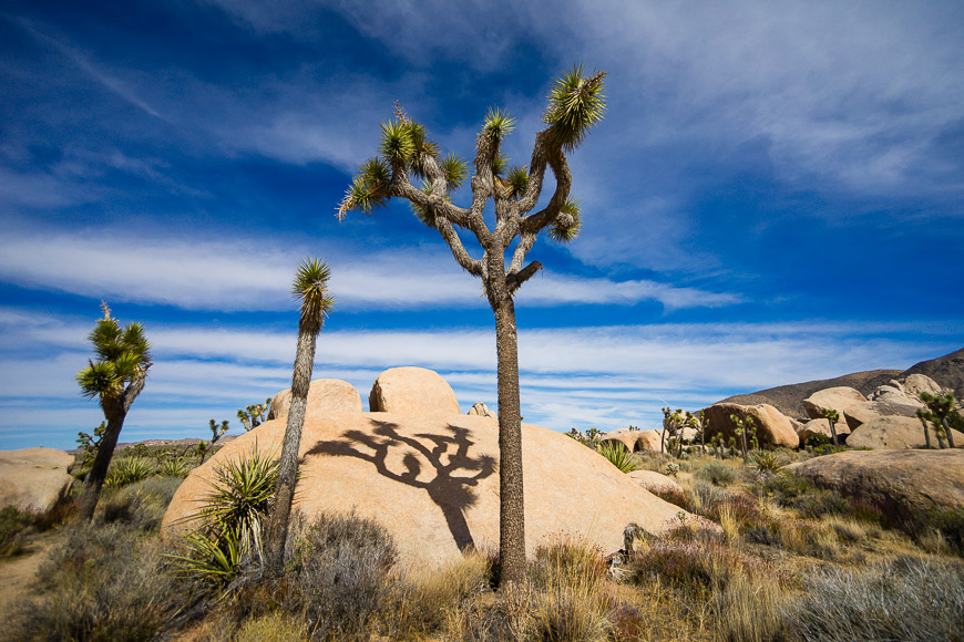 Joshua trees casting shadows on desert rocks under a blue sky with clouds.