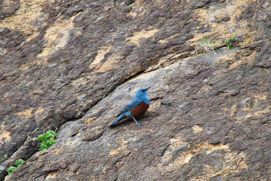 A blue rock thrush perched on a rugged brown rock face with sparse green vegetation.