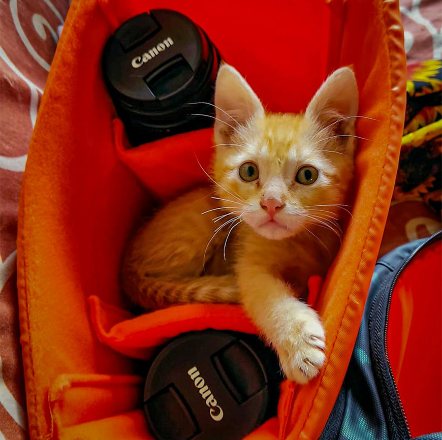 An orange kitten sitting in a camera bag among lens caps, looking at the camera with wide eyes.
