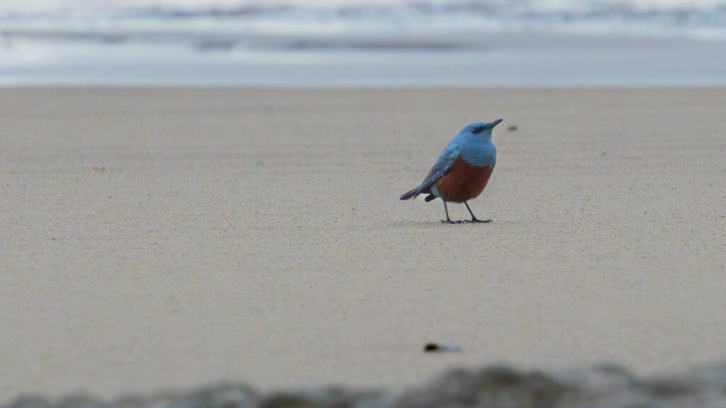 A blue and orange bird stands alone on a sandy beach, with a soft-focused ocean in the background.