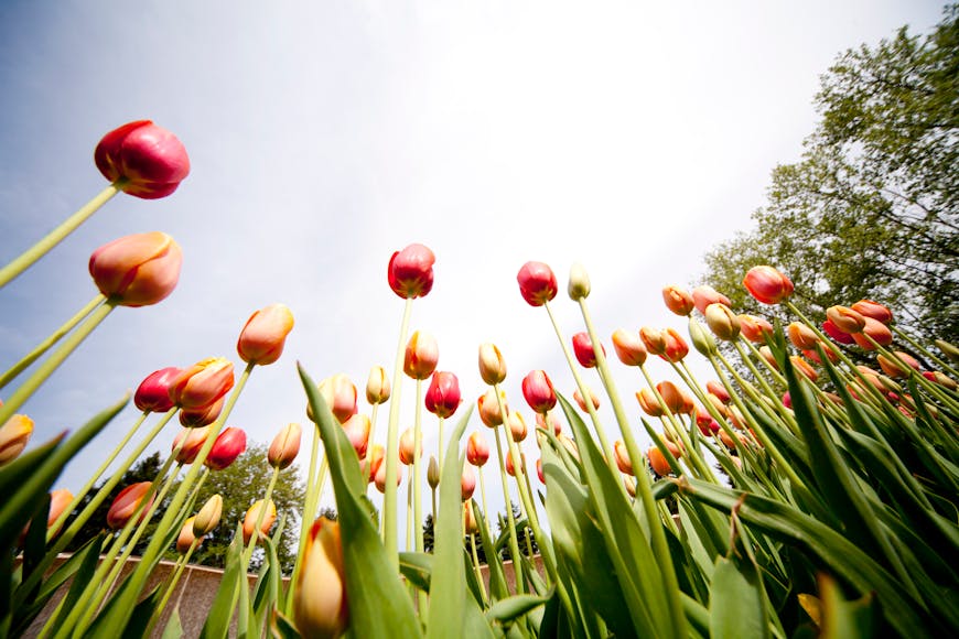 Low-angle view of red and orange tulips against a sunny sky, highlighting vibrant petals and towering stems.