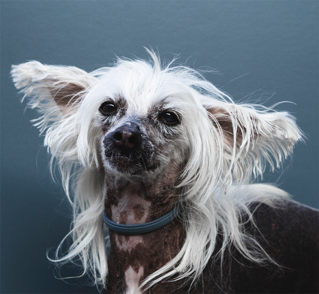 How to Remove Stray Hair in Pet Portraits Using Evoto AI 10
