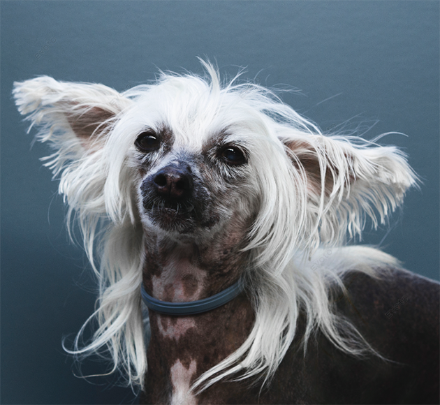How to Remove Stray Hair in Pet Portraits Using Evoto AI 11