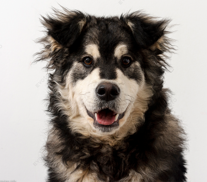 How to Remove Stray Hair in Pet Portraits Using Evoto AI 9