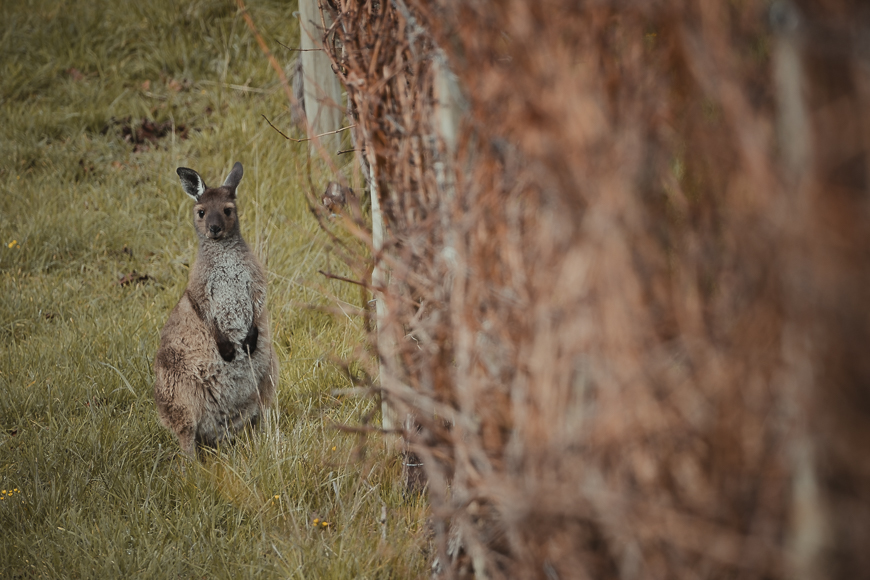 A kangaroo stands on grassy ground near a fence covered with dried branches, looking toward the camera.