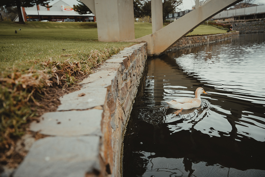 A white duck swims in a canal next to a stone wall under a concrete bridge, with grass and buildings in the background.