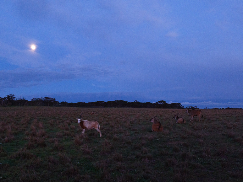 Five kangaroos stand and rest in a grassy field under a twilight sky with a visible moon. Trees line the horizon in the distance.