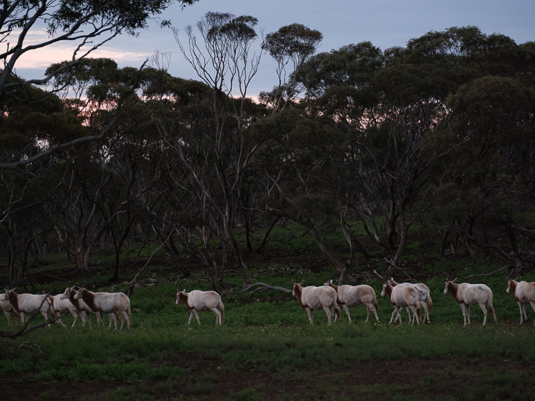 A group of sheep with brown markings walk in a line across a grassy field at dusk, with tall trees and a darkening sky in the background.
