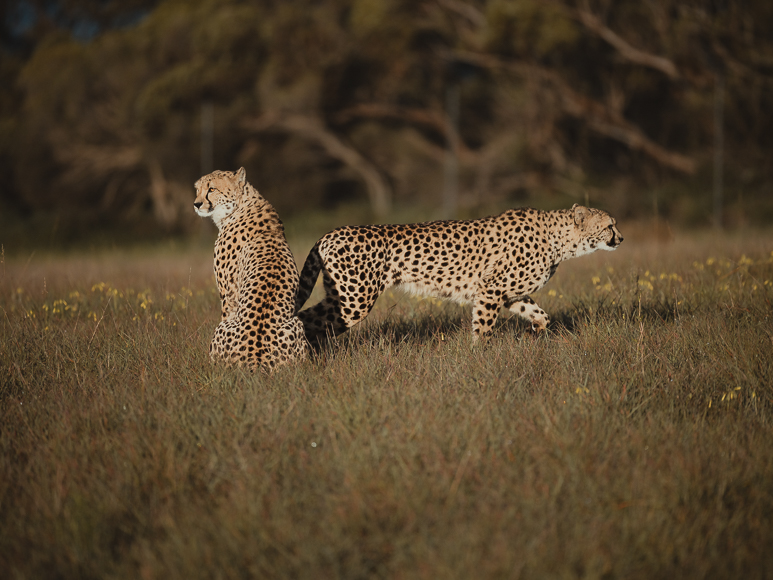 Two cheetahs are in a grassy field; one is sitting facing left while the other walks past, both with their bodies angled in opposite directions. Trees are visible in the blurred background.