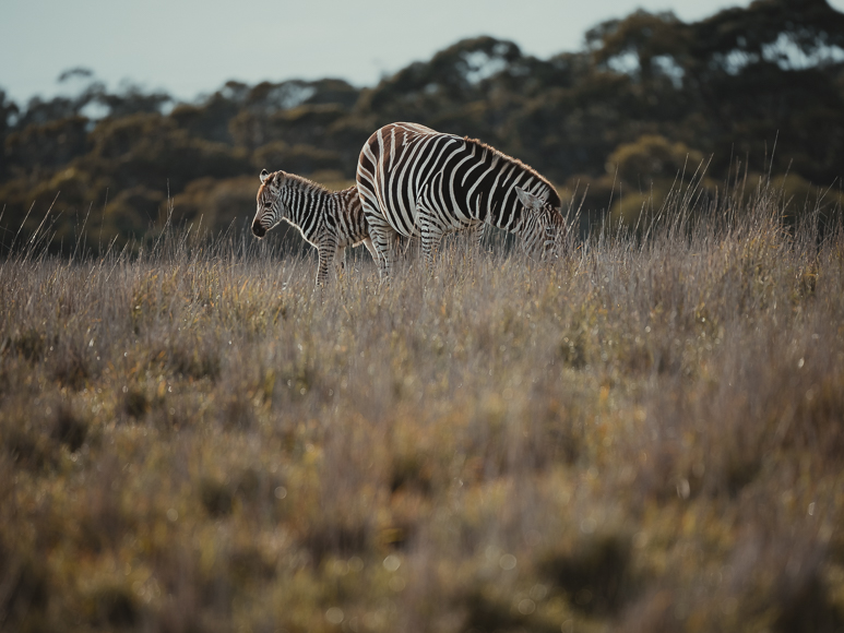 Two zebras stand and graze in a grassy field with blurred trees in the background under natural daylight.