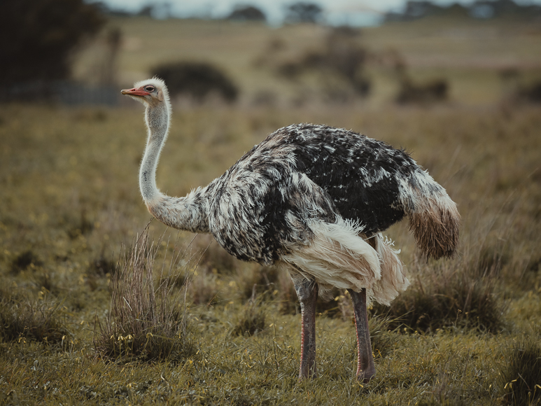 An ostrich with mottled black, white, and brown feathers stands in a grassy field with blurred trees in the background.