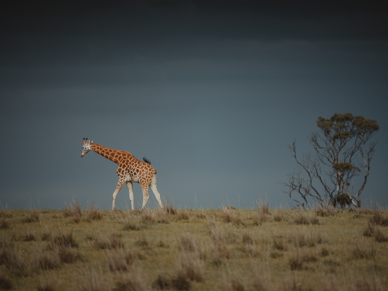 A single giraffe walks across a grassy plain with a dark sky overhead, passing by a small, leafless tree on the right.