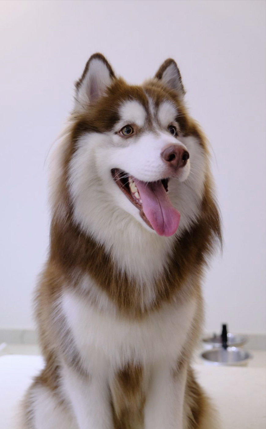 A brown and white Siberian Husky dog sits indoors with its mouth open and tongue out against a plain background.