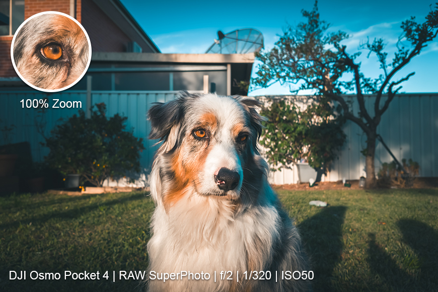 An Australian Shepherd sits on grass in a sunlit yard, with a close-up inset of its eye. Camera settings and device information are displayed at the bottom.
