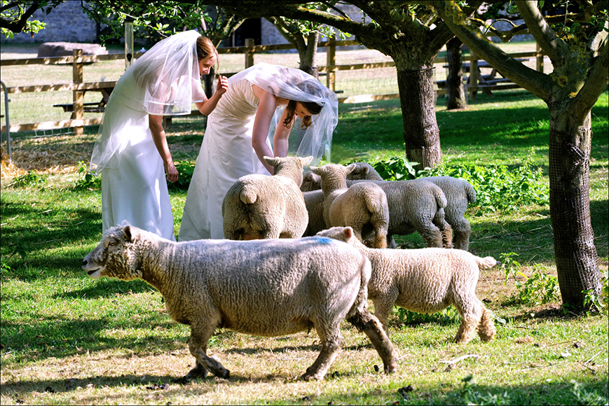 Two women in wedding dresses and veils interact with a group of sheep under trees in a grassy, fenced outdoor area on a sunny day.