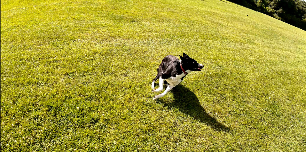 A black and white dog running across a grassy field.