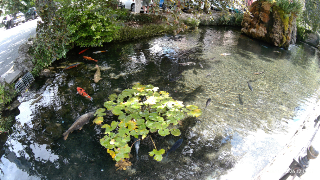 Koi fish swim in a clear pond containing a patch of lily pads.