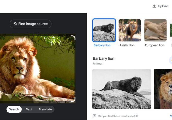 Tutorial: Reverse Image Search for Instagram