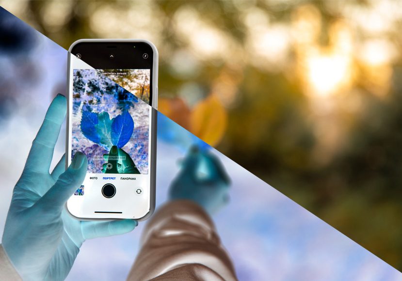 A person is holding a phone and taking a picture of a flower.