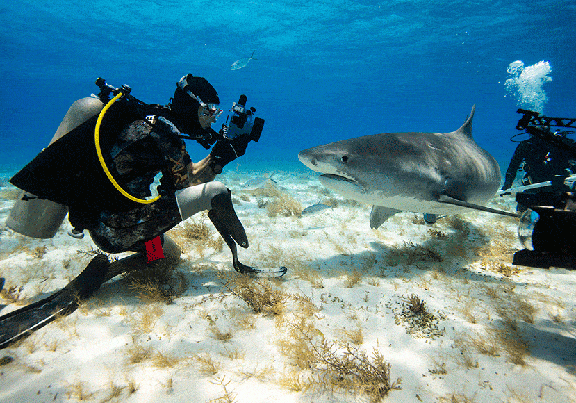 Mike gets up close and personal with a shark | © Mike Coots