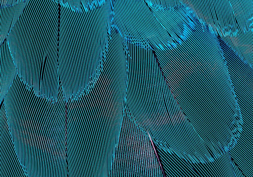 A close up of the feathers of a parrot.