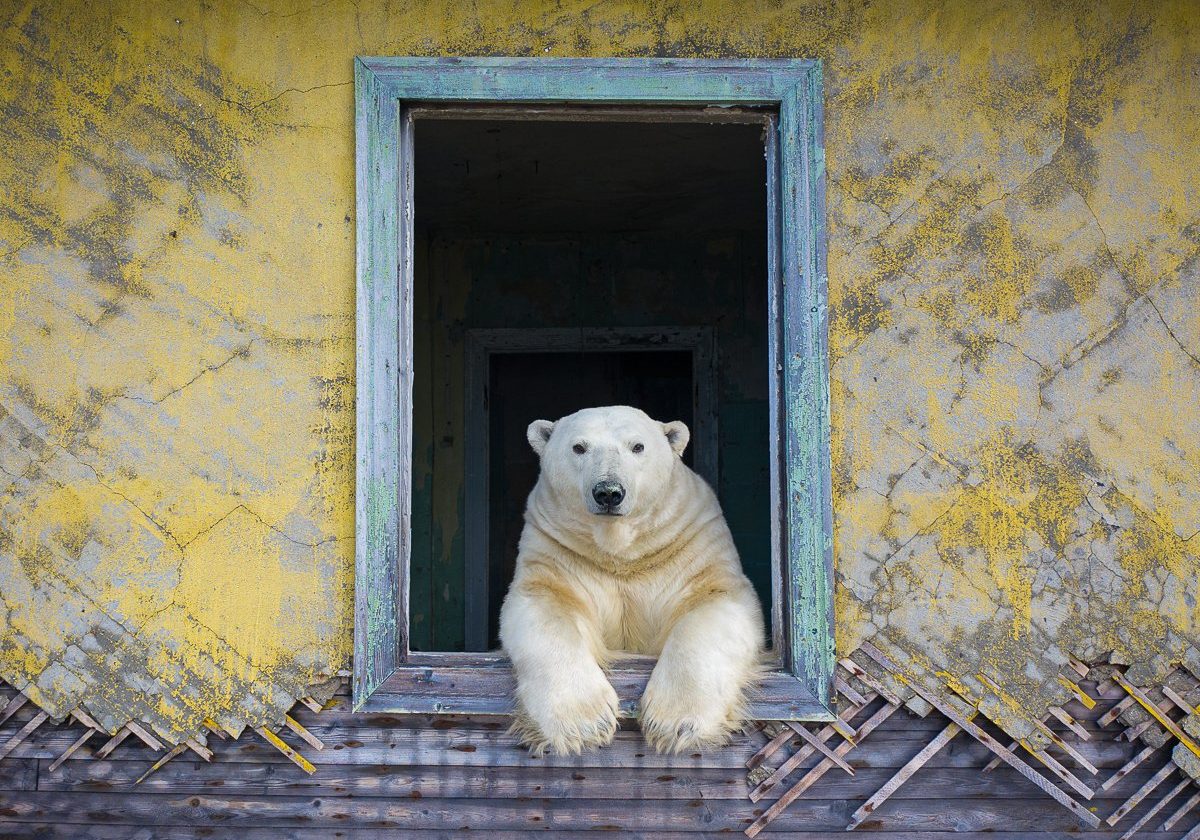 photo of polar bear in window