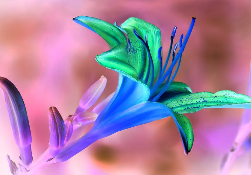 A blue and green flower in a pink background.