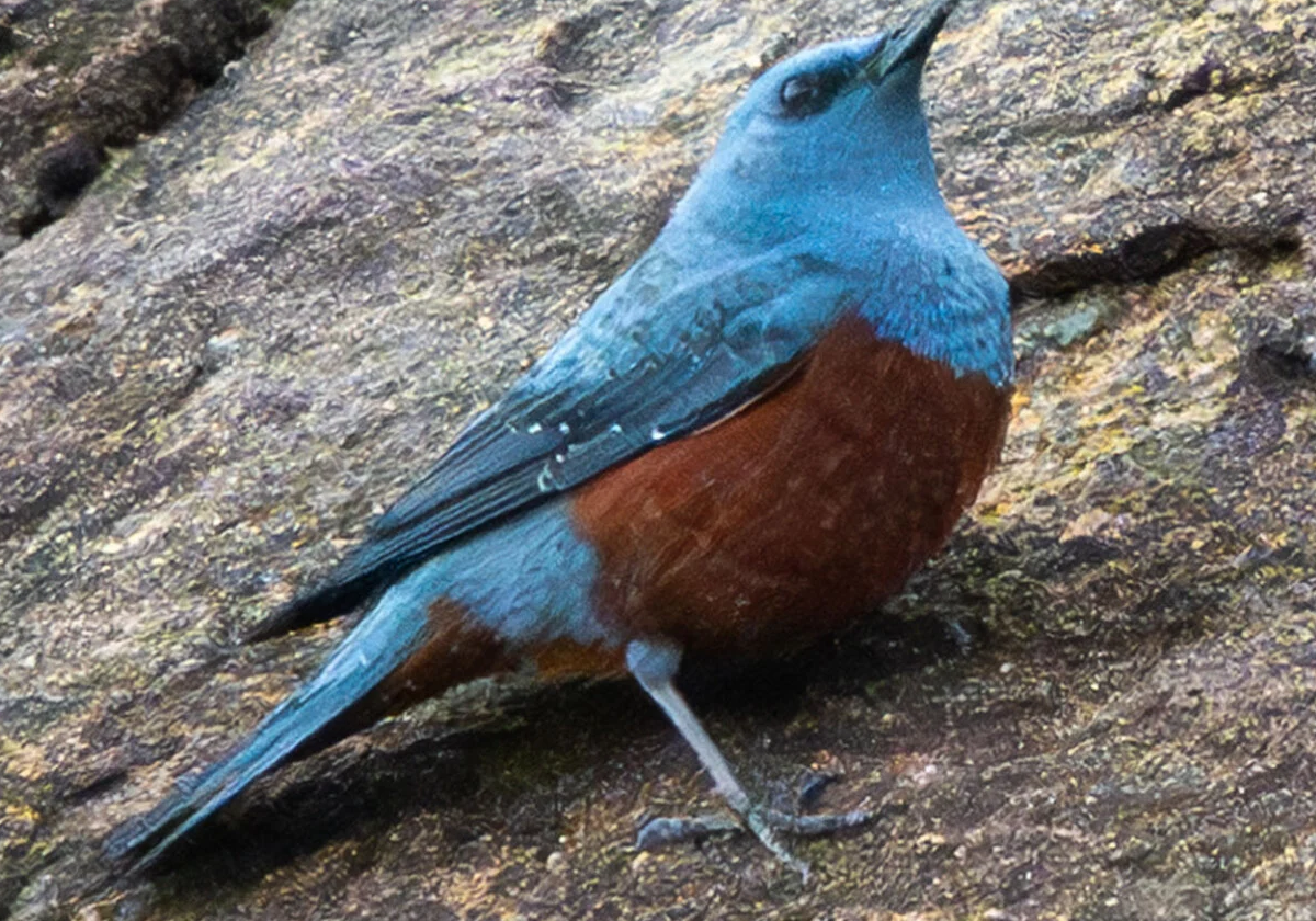 A vibrant blue-and-rust bird perched on a rocky surface, looking upward.