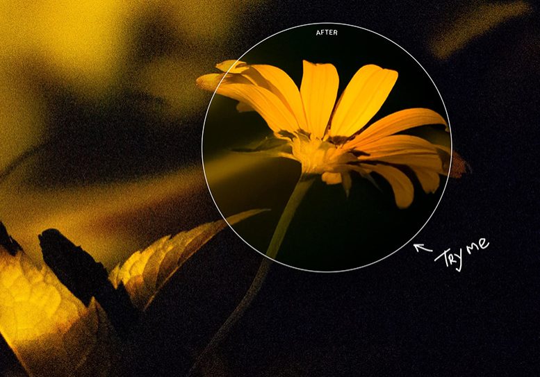 a close up of a yellow flower with a black background.